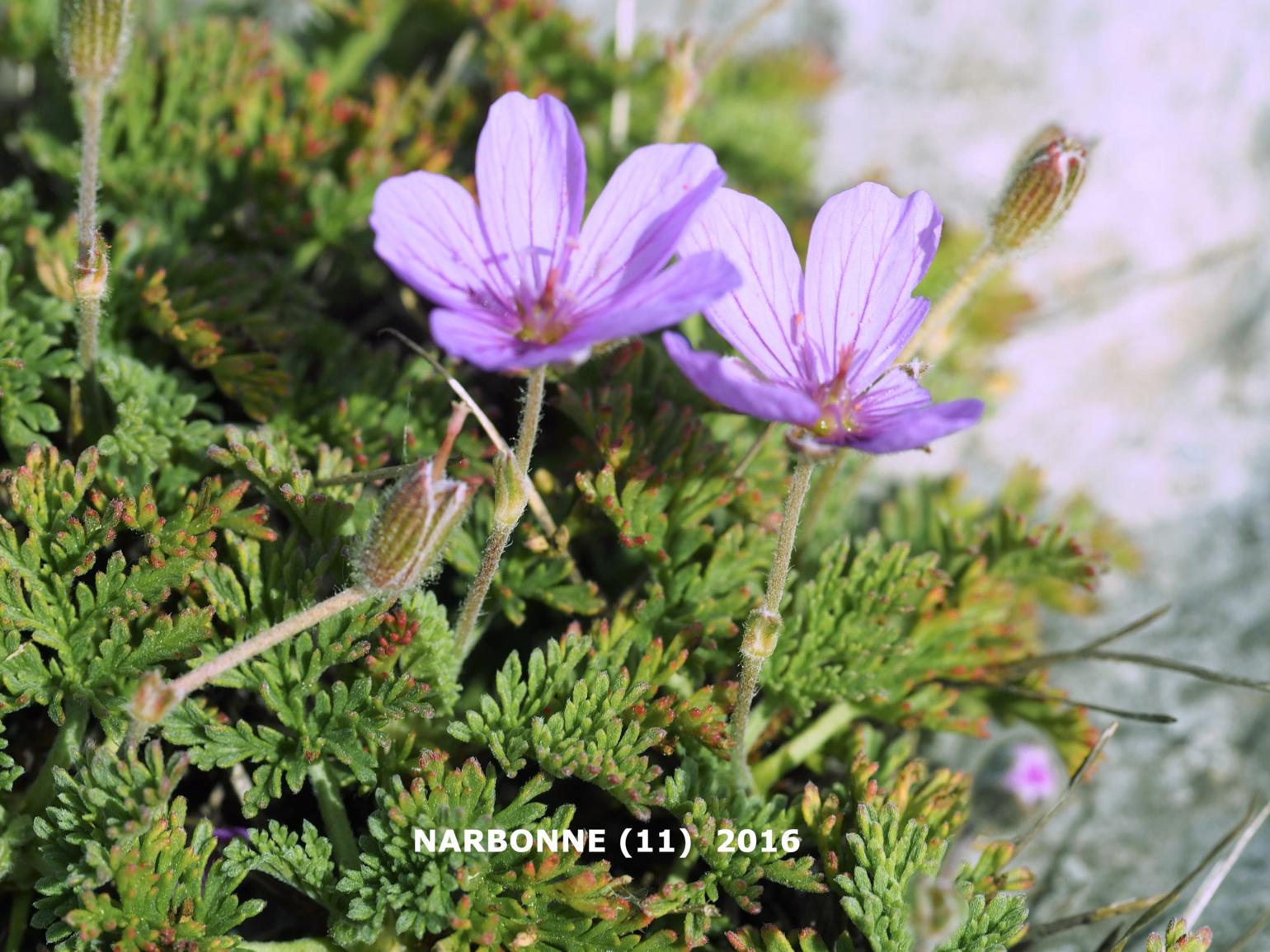 Storksbill